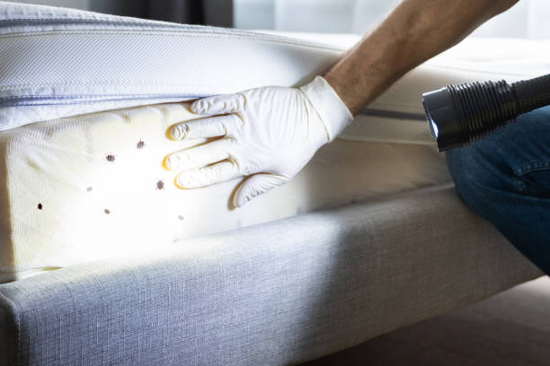 Best Pest Control Near Me  in Plainwell, MI