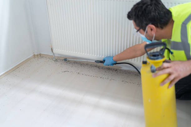 Best Termite Control Services  in Plainwell, MI